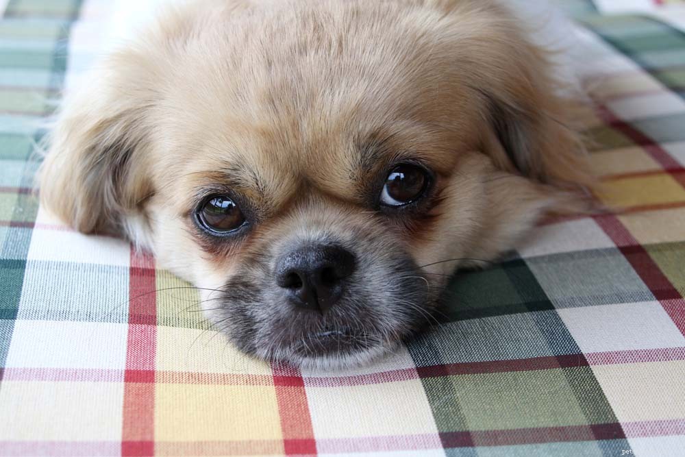 Top 30 Lap Dogs for Warm, Cuddly Companions