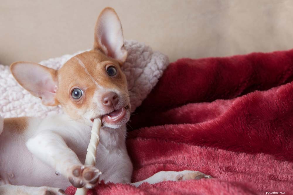 Top 30 Lap Dogs for Warm, Cuddly Companions