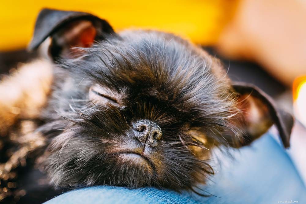 Top 30 Lap Dogs for Warm, Cuddly Companions