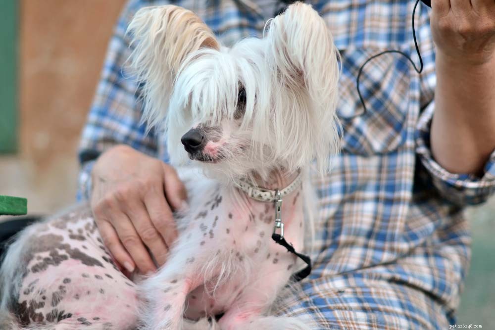 Top 30 Lap Dogs for Warm, Cuddly Companions