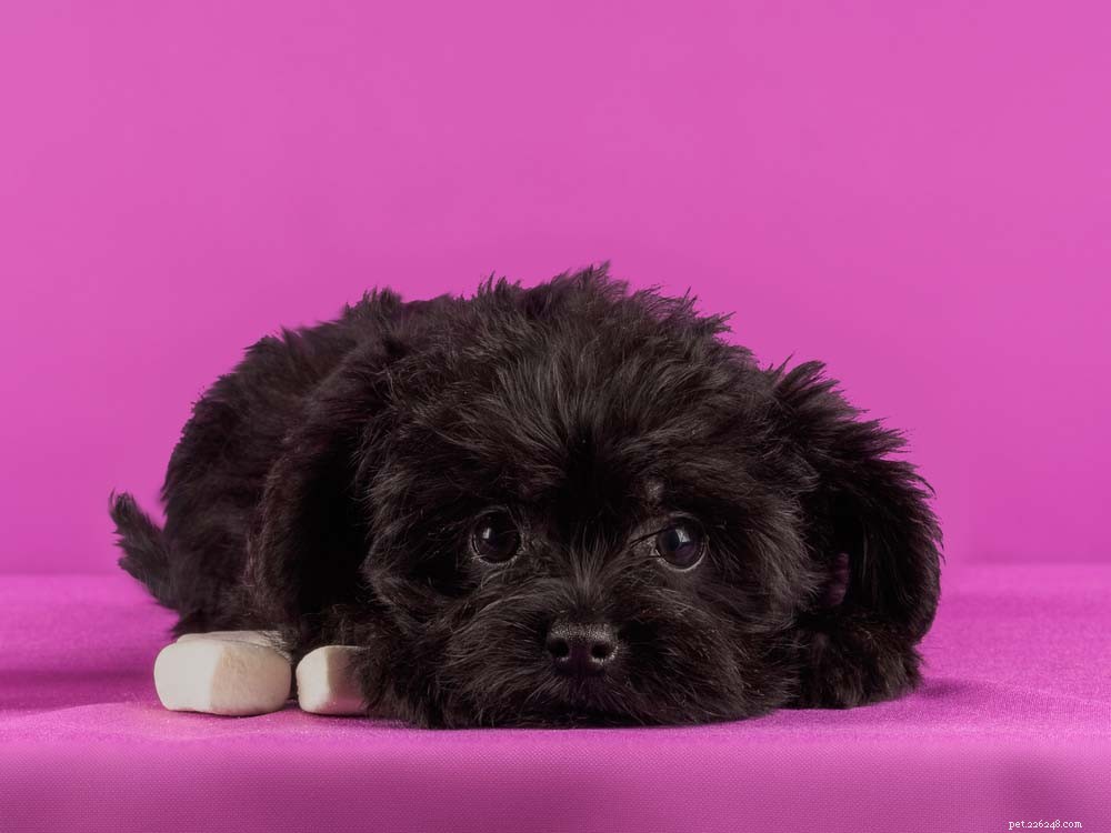 Top 30 Lap Dogs for Warm, Cuddly Companions