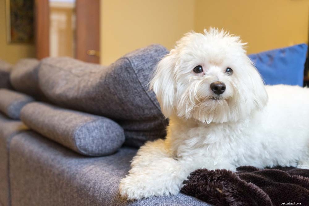 Top 30 Lap Dogs for Warm, Cuddly Companions