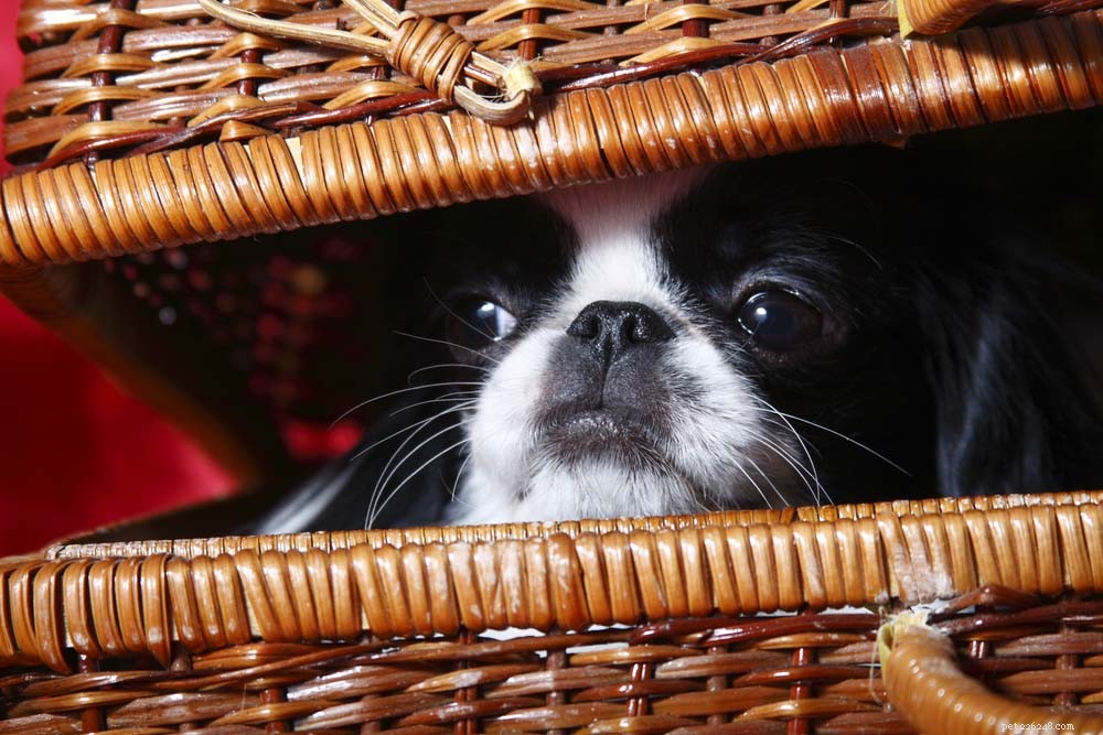 Top 30 Lap Dogs for Warm, Cuddly Companions