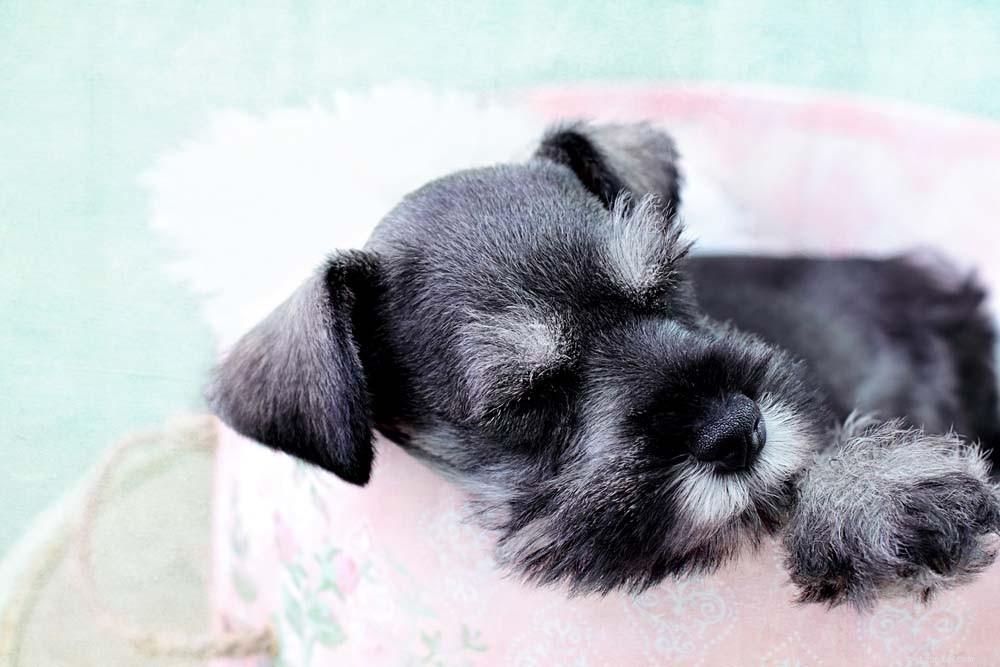 Top 30 Lap Dogs for Warm, Cuddly Companions