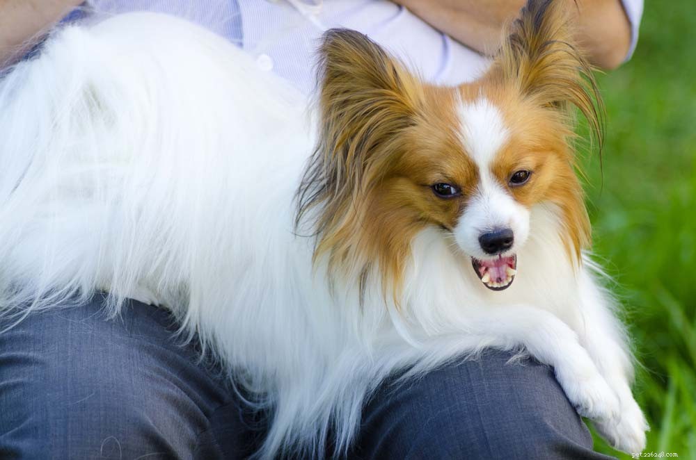 Top 30 Lap Dogs for Warm, Cuddly Companions
