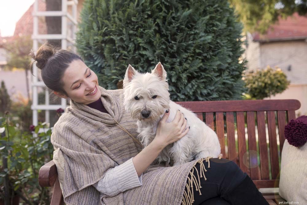 Top 30 Lap Dogs for Warm, Cuddly Companions