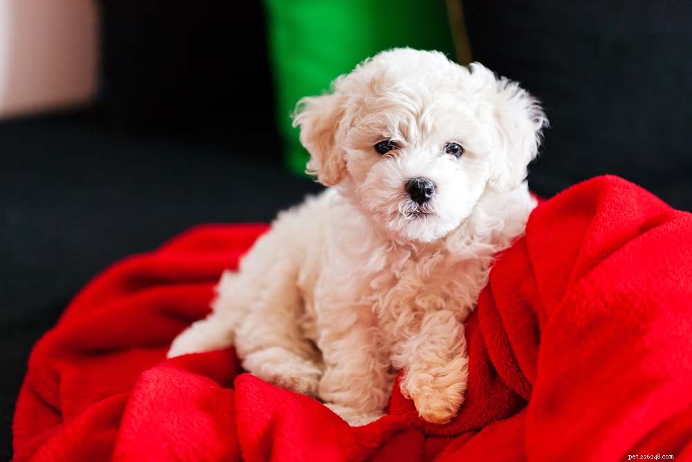 Top 30 Lap Dogs for Warm, Cuddly Companions