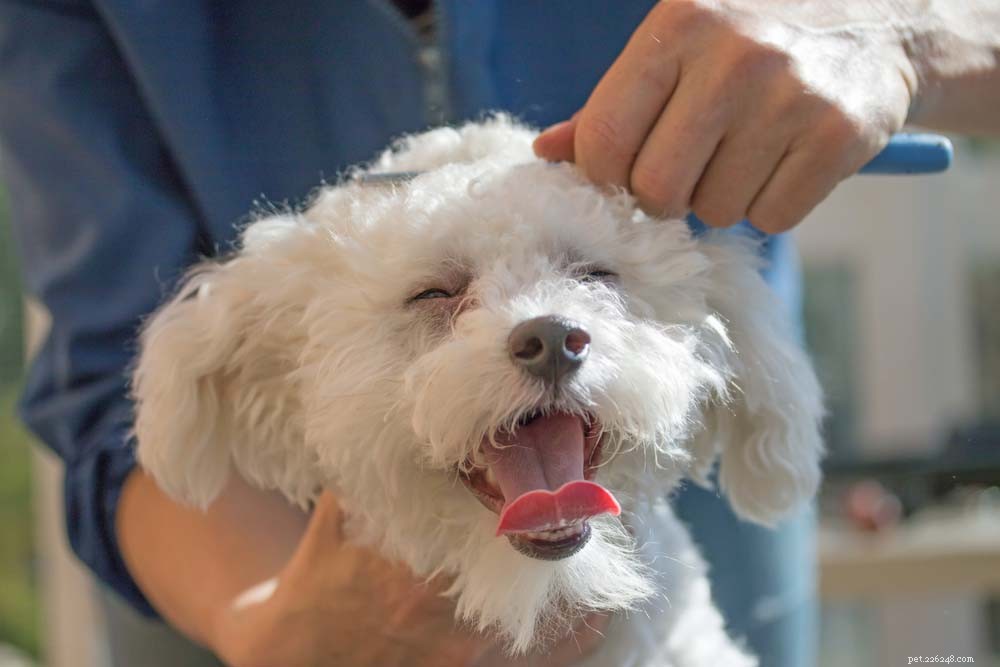 Top 30 Lap Dogs for Warm, Cuddly Companions