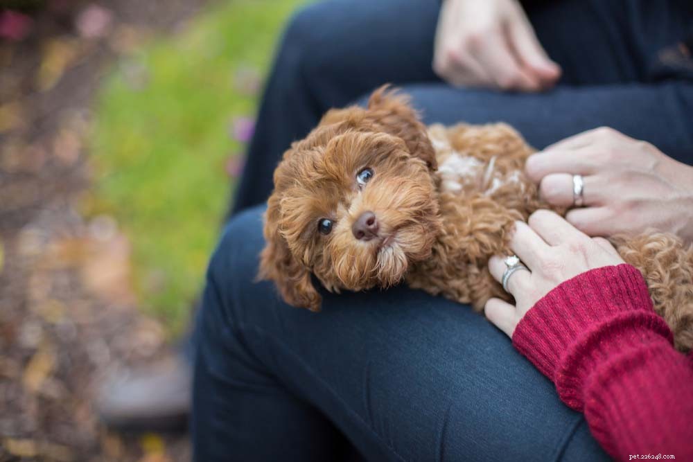 Top 30 Lap Dogs for Warm, Cuddly Companions