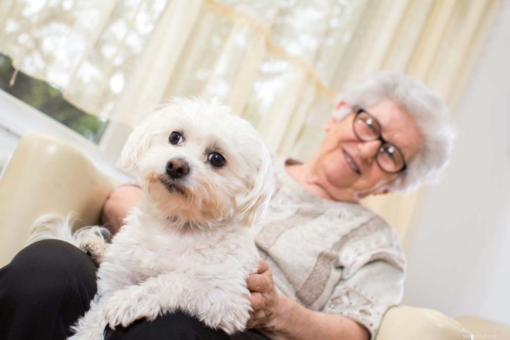 Top 30 Lap Dogs for Warm, Cuddly Companions