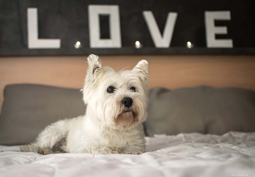 Top 30 Lap Dogs for Warm, Cuddly Companions
