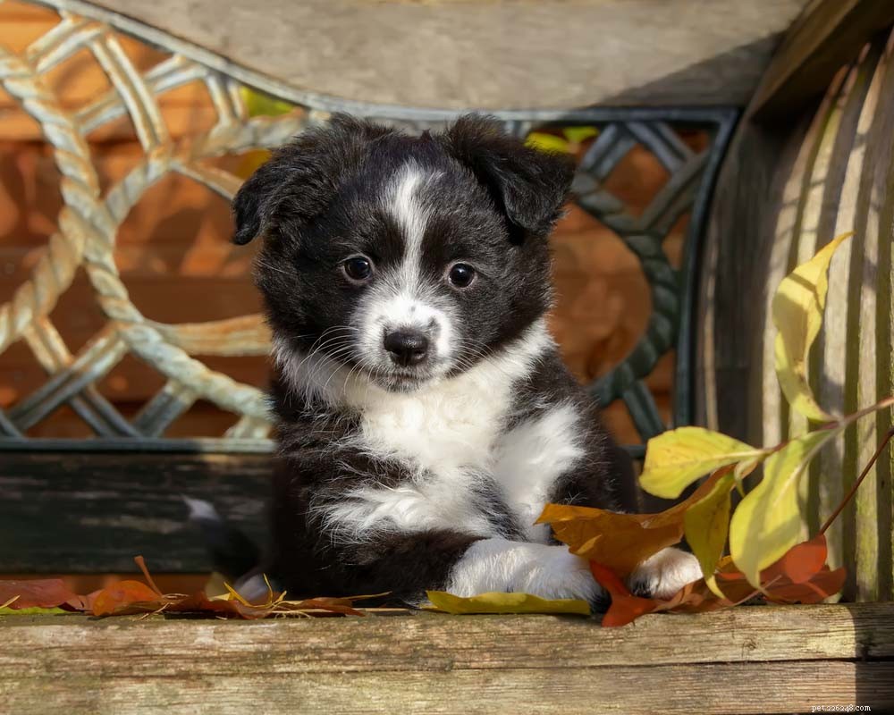 Top 30 Lap Dogs for Warm, Cuddly Companions