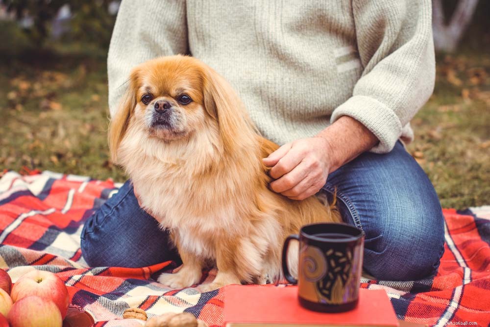 Top 30 Lap Dogs for Warm, Cuddly Companions