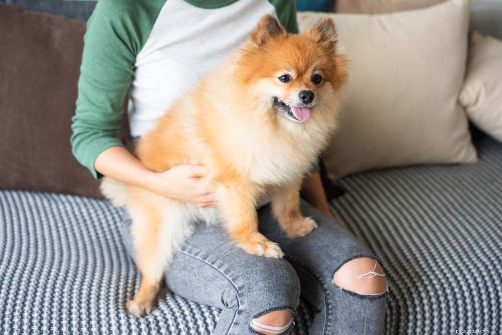 Top 30 Lap Dogs for Warm, Cuddly Companions