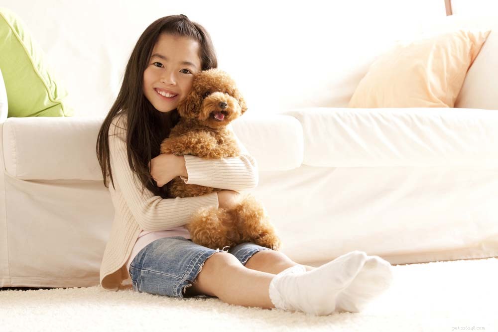 Top 30 Lap Dogs for Warm, Cuddly Companions