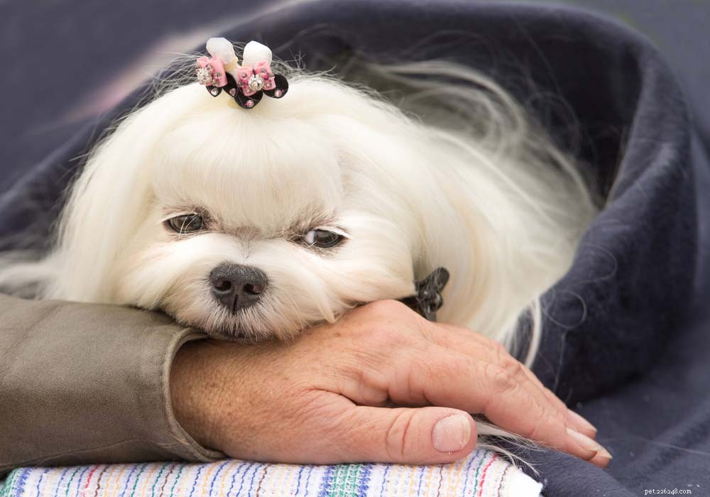 Top 30 Lap Dogs for Warm, Cuddly Companions