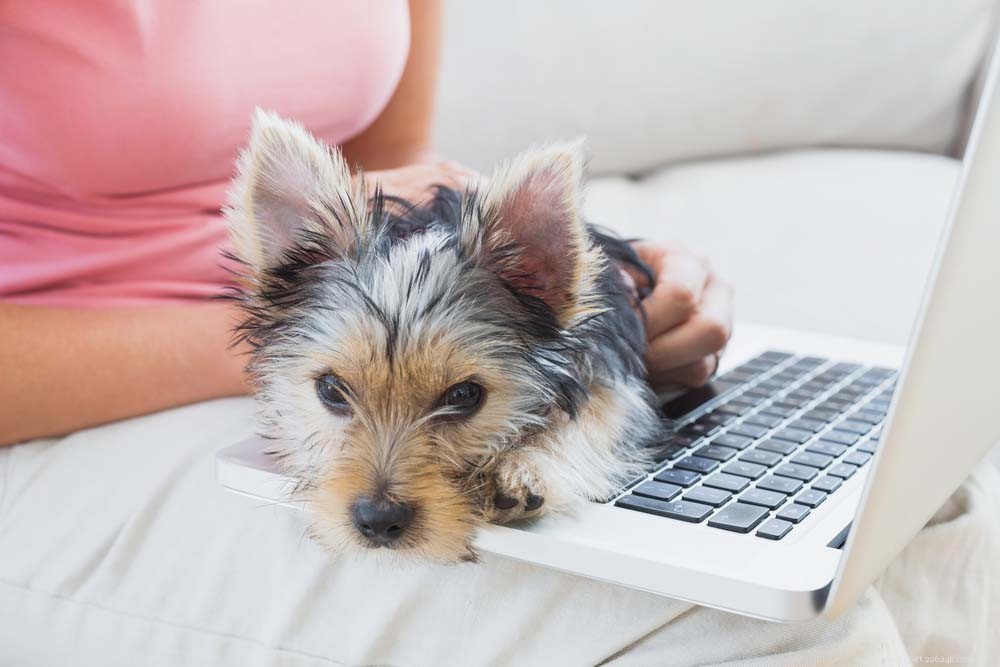 Top 30 Lap Dogs for Warm, Cuddly Companions