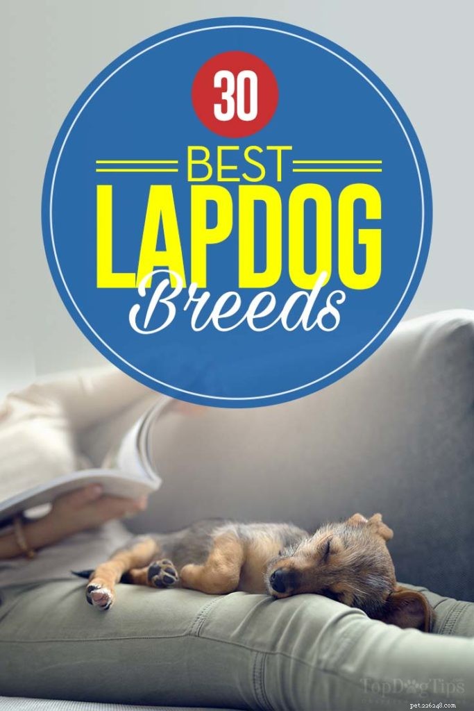 Top 30 Lap Dogs for Warm, Cuddly Companions