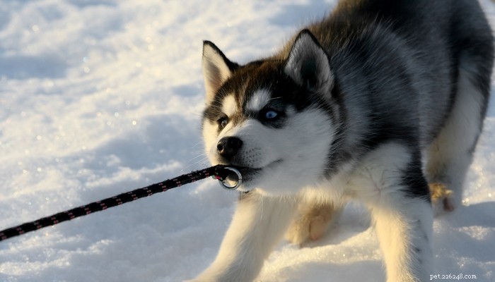 Top 15 Dog Breeds That Are Most Difficult to Train