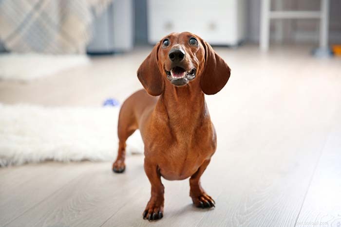 Top 15 Dog Breeds That Are Most Difficult to Train