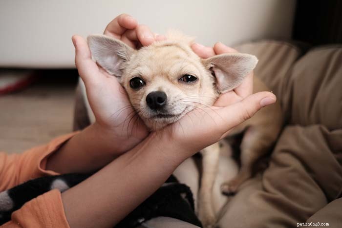 Top 15 Dog Breeds That Are Most Difficult to Train