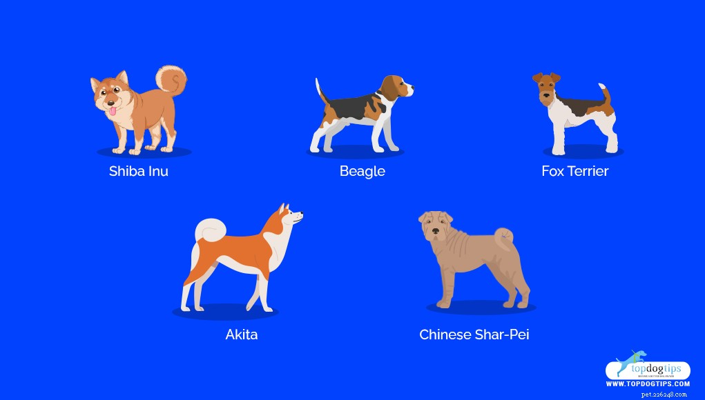Top 15 Dog Breeds That Are Most Difficult to Train
