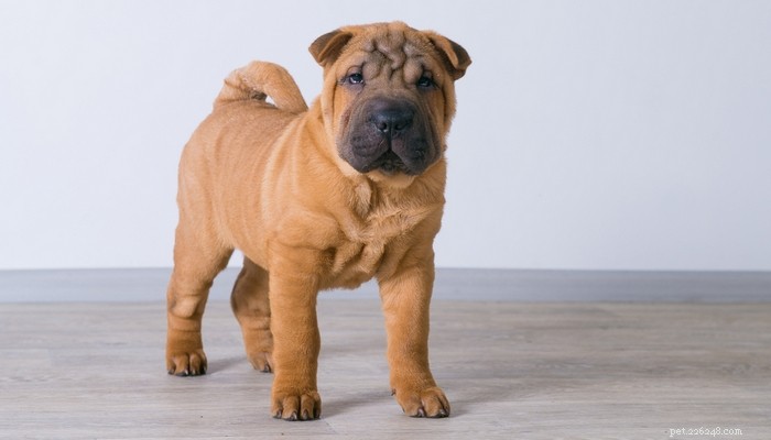 Top 15 Dog Breeds That Are Most Difficult to Train