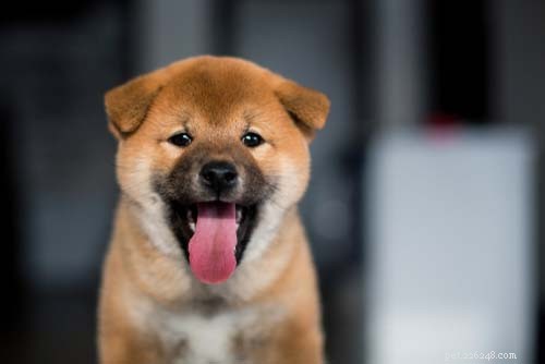 Top 15 Dog Breeds That Are Most Difficult to Train