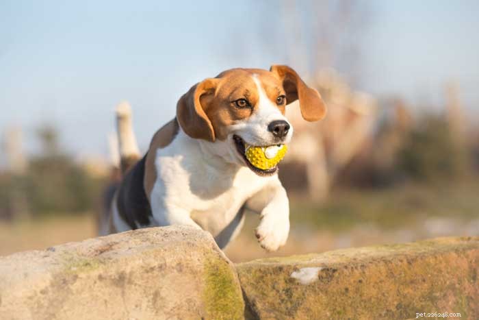 Top 15 Dog Breeds That Are Most Difficult to Train