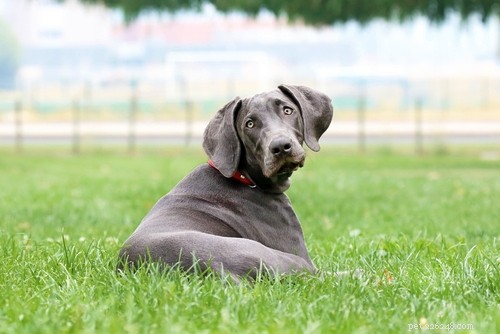 Top 15 Dog Breeds That Are Most Difficult to Train