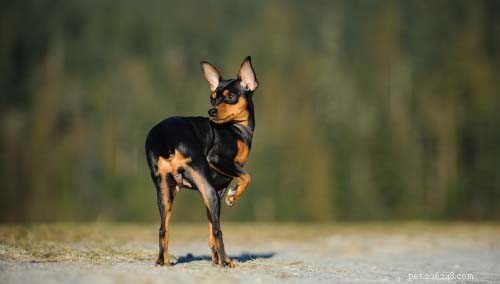Top 15 Dog Breeds That Are Most Difficult to Train