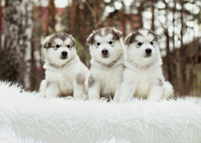 Mixed vs. Purebred Dogs: Choosing the Best Companion for Your Lifestyle
