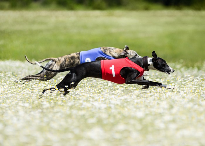 Mixed vs. Purebred Dogs: Choosing the Best Companion for Your Lifestyle