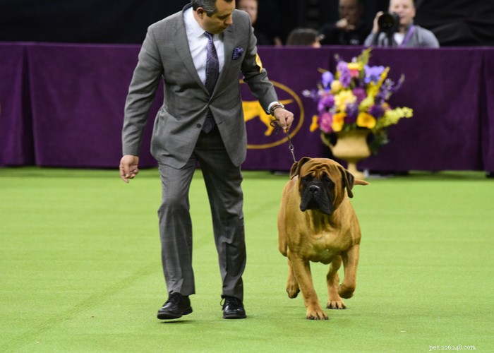 Mixed vs. Purebred Dogs: Choosing the Best Companion for Your Lifestyle