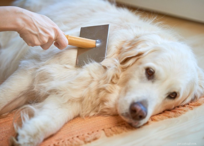 Mixed vs. Purebred Dogs: Choosing the Best Companion for Your Lifestyle