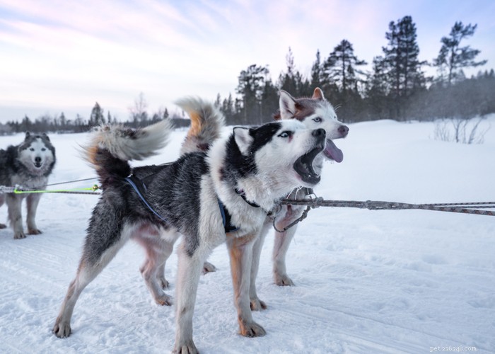 Mixed vs. Purebred Dogs: Choosing the Best Companion for Your Lifestyle