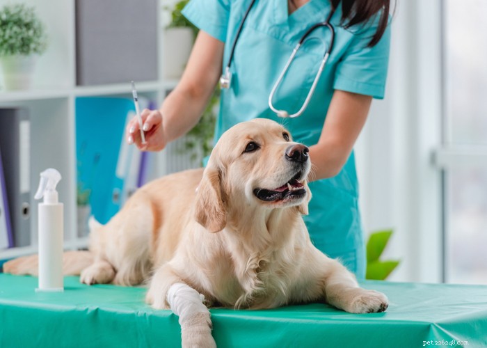 Mixed vs. Purebred Dogs: Choosing the Best Companion for Your Lifestyle