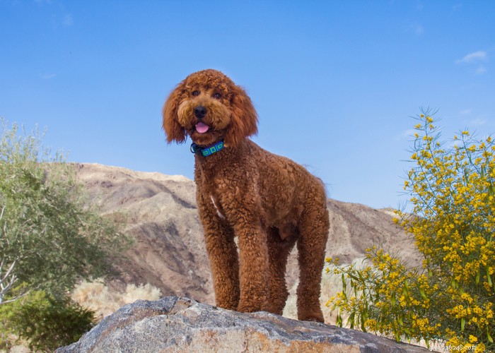 Mixed vs. Purebred Dogs: Choosing the Best Companion for Your Lifestyle