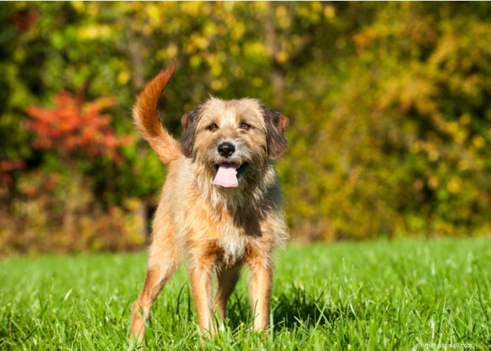 Mixed vs. Purebred Dogs: Choosing the Best Companion for Your Lifestyle