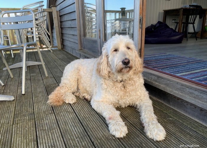 Mixed vs. Purebred Dogs: Choosing the Best Companion for Your Lifestyle