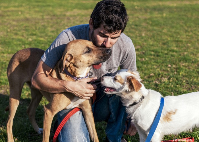 Mixed vs. Purebred Dogs: Choosing the Best Companion for Your Lifestyle