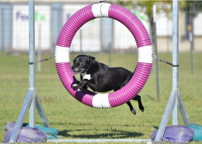 Mixed vs. Purebred Dogs: Choosing the Best Companion for Your Lifestyle
