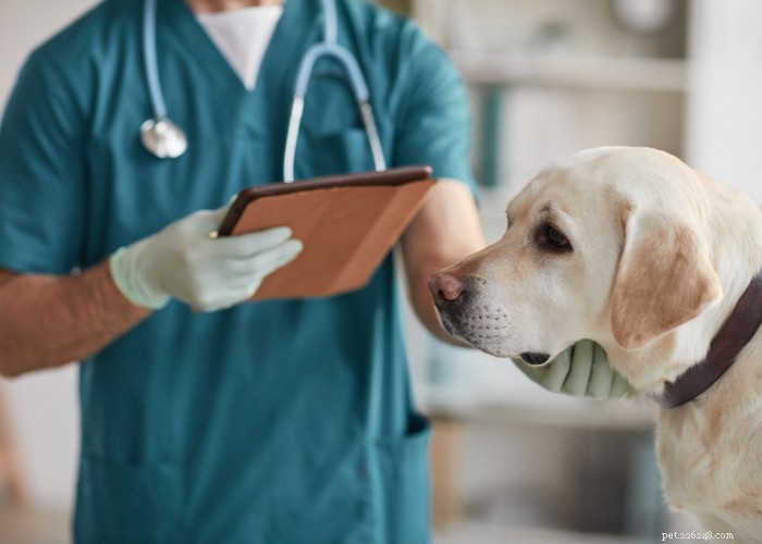 Mixed vs. Purebred Dogs: Choosing the Best Companion for Your Lifestyle