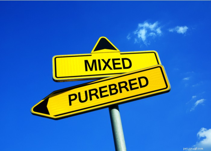 Mixed vs. Purebred Dogs: Choosing the Best Companion for Your Lifestyle