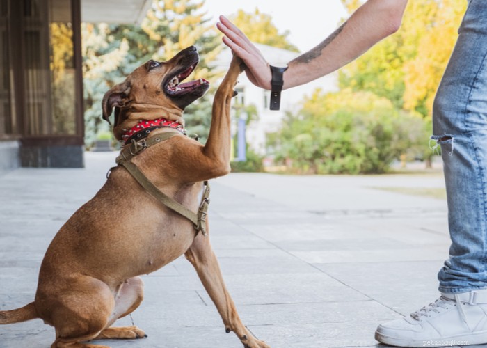 Mixed vs. Purebred Dogs: Choosing the Best Companion for Your Lifestyle