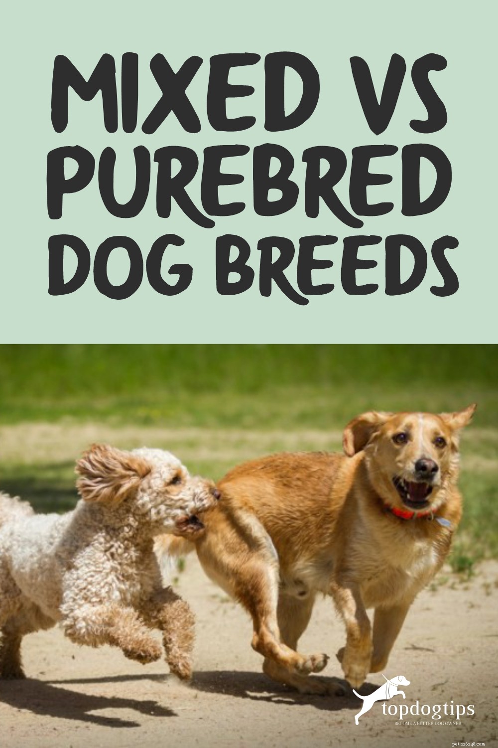 Mixed vs. Purebred Dogs: Choosing the Best Companion for Your Lifestyle