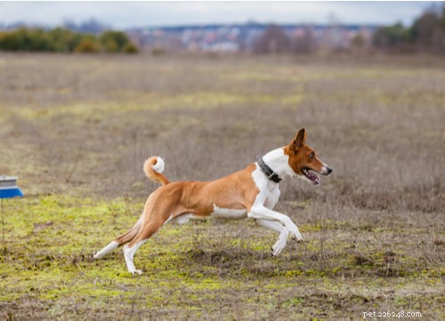 17 Healthiest Medium & Small Dog Breeds for Longevity & Wellness