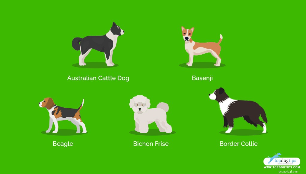 17 Healthiest Medium & Small Dog Breeds for Longevity & Wellness