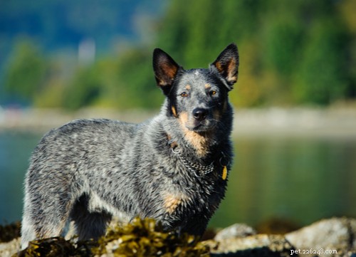 17 Healthiest Medium & Small Dog Breeds for Longevity & Wellness
