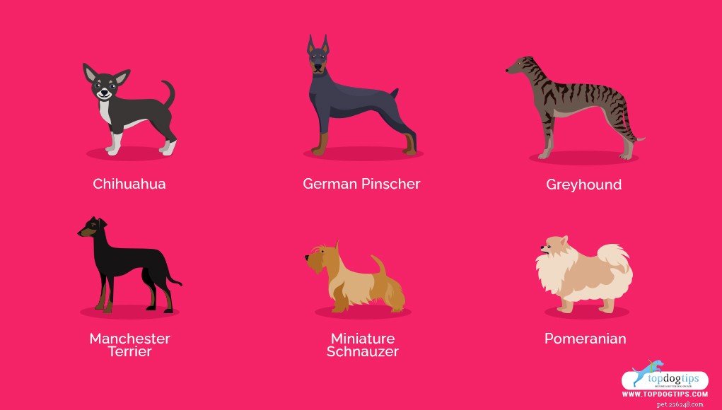 17 Healthiest Medium & Small Dog Breeds for Longevity & Wellness